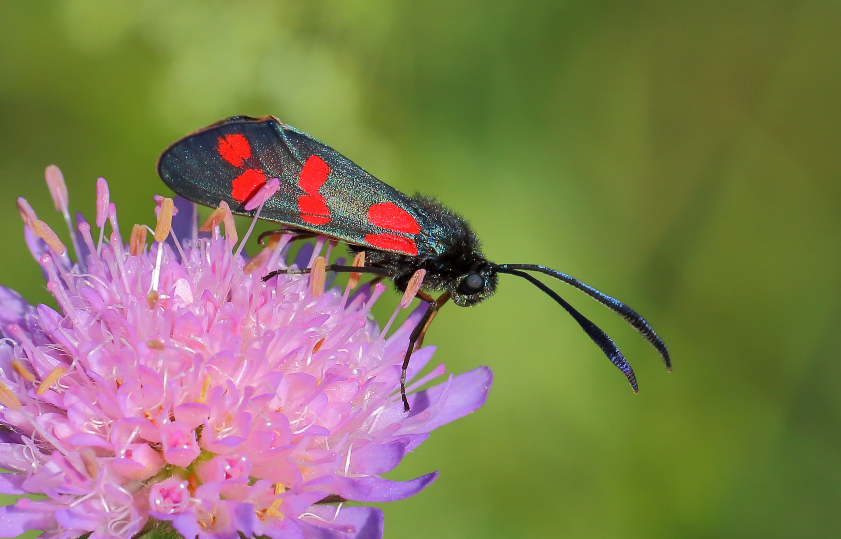 Sechsfleck-Widderchen (Zygaena filipendulae)