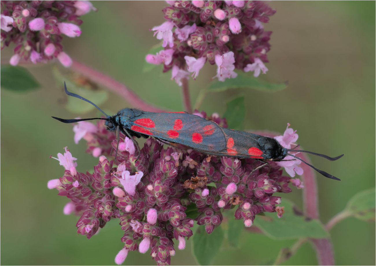 Sechsfleck-Widderchen (Zygaena filipendulae)