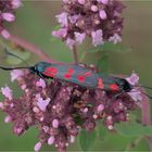 Sechsfleck-Widderchen (Zygaena filipendulae)