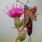 Sechsfleck-Widderchen (Zygaena filipendulae)