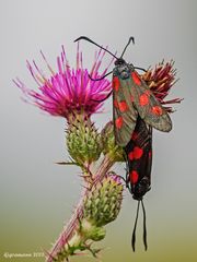 Sechsfleck-Widderchen (Zygaena filipendulae)