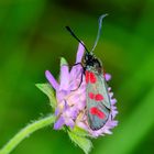 Sechsfleck-Widderchen (Zygaena filipendulae)