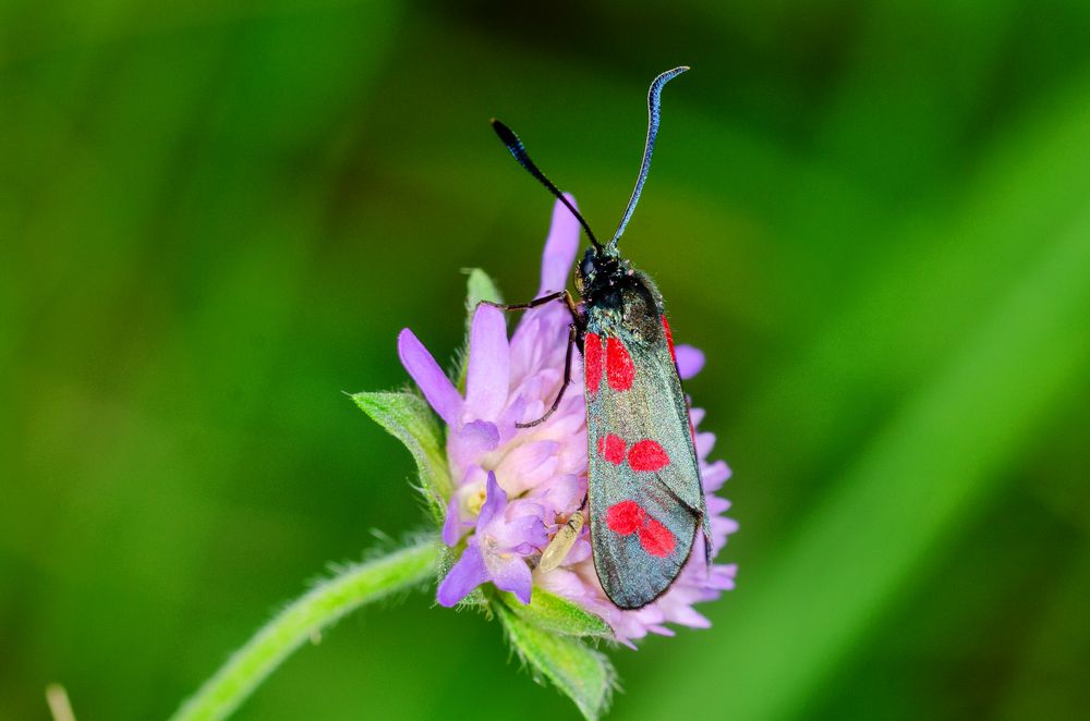 Sechsfleck-Widderchen (Zygaena filipendulae)