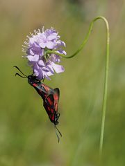 Sechsfleck-Widderchen (Zygaena filipendulae)