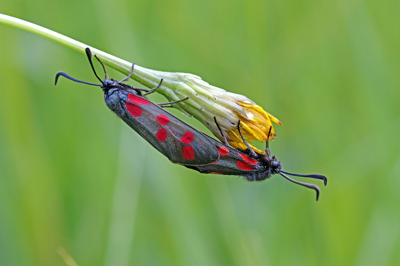 Sechsfleck-Widderchen (Zygaena filipendulae)