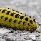 Sechsfleck-Widderchen (Zygaena filipendulae)