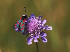  Sechsfleck-Widderchen, (Zygaena filipendulae)