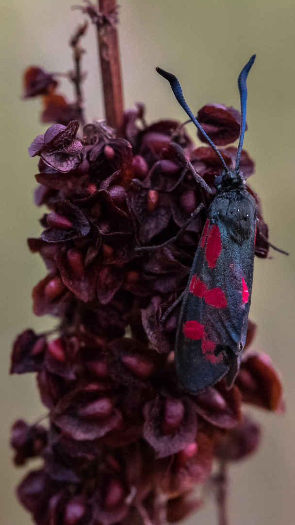 Sechsfleck-Widderchen (Zygaena filipendulae)