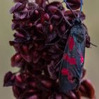 Sechsfleck-Widderchen (Zygaena filipendulae)