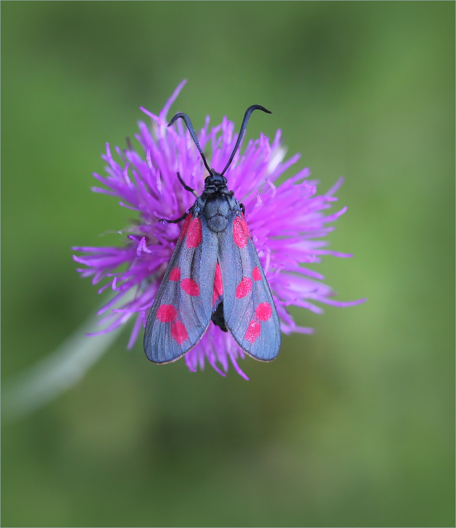 Sechsfleck-Widderchen (Zygaena filipendulae). 