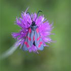 Sechsfleck-Widderchen (Zygaena filipendulae). 