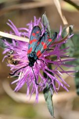 Sechsfleck-Widderchen (Zygaena filipendulae)