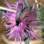 Sechsfleck-Widderchen (Zygaena filipendulae)