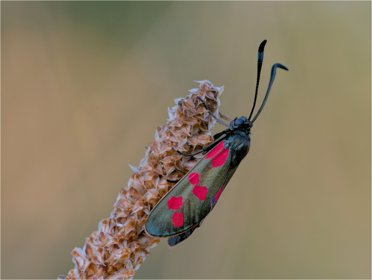 Sechsfleck-Widderchen (Zygaena filipendulae)