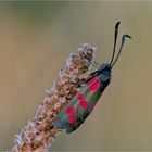 Sechsfleck-Widderchen (Zygaena filipendulae)