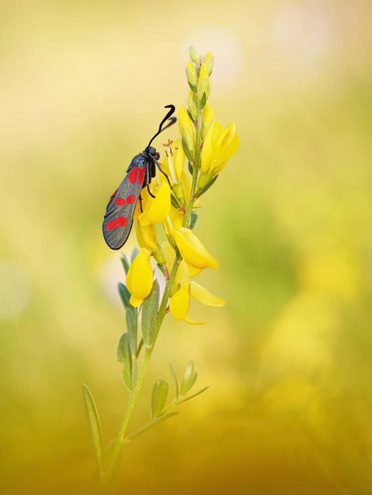 Sechsfleck-Widderchen (Zygaena filipendulae)