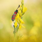 Sechsfleck-Widderchen (Zygaena filipendulae)