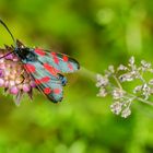 Sechsfleck-Widderchen (Zygaena filipendulae)