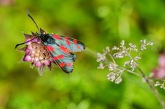 Sechsfleck-Widderchen (Zygaena filipendulae)