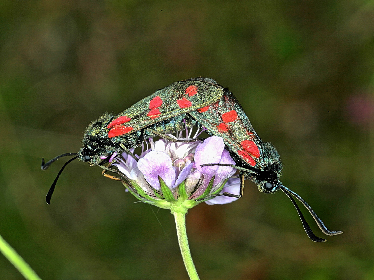 Sechsfleck-Widderchen (Zygaena filipendulae).....