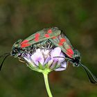 Sechsfleck-Widderchen (Zygaena filipendulae).....