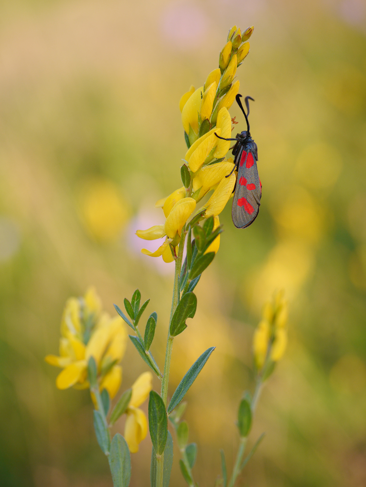 Sechsfleck-Widderchen (Zygaena filipendulae)