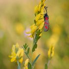 Sechsfleck-Widderchen (Zygaena filipendulae)