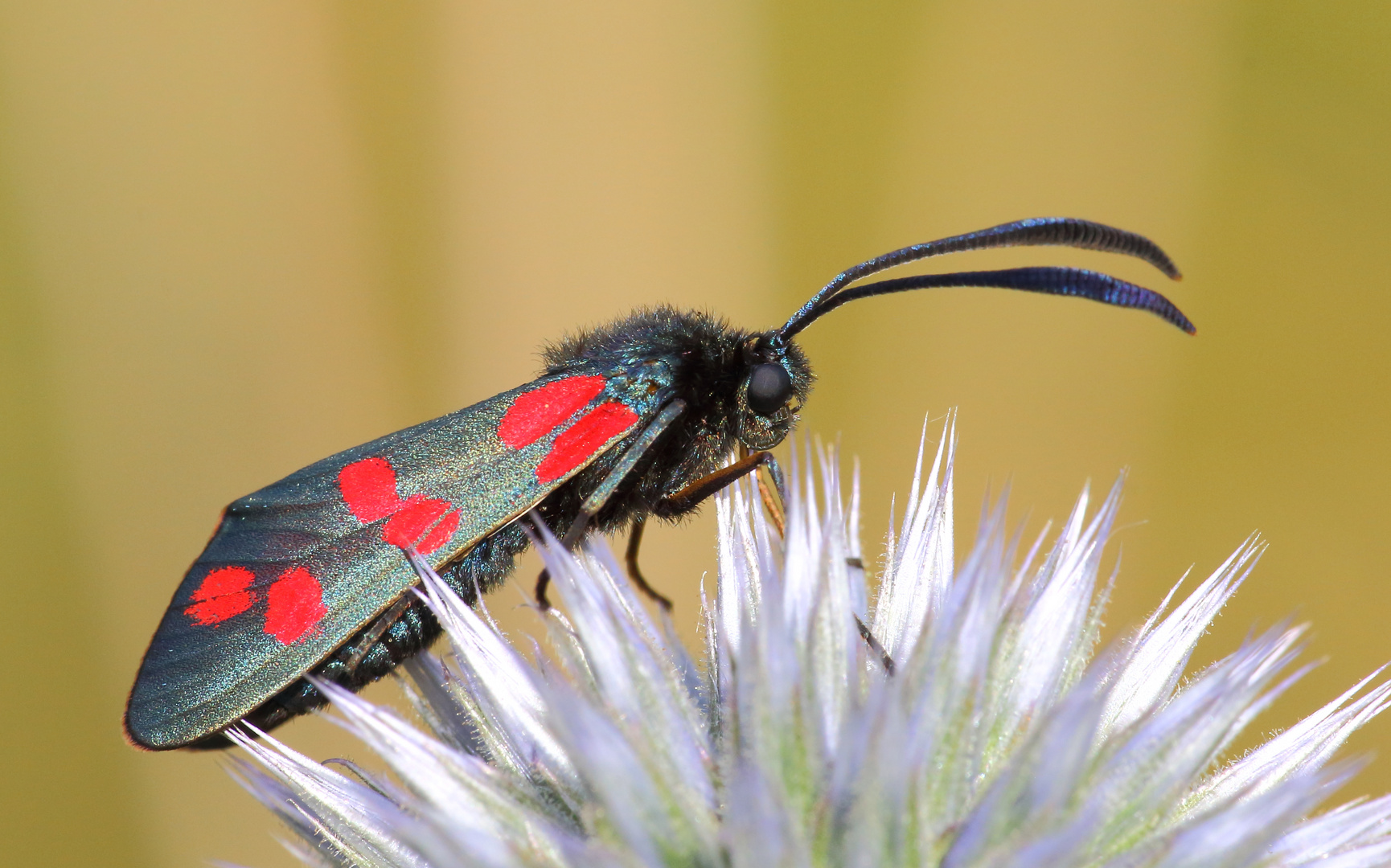 Sechsfleck Widderchen/ Zygaena filipendulae