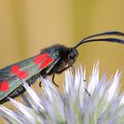 Sechsfleck Widderchen/ Zygaena filipendulae