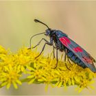 Sechsfleck-Widderchen (Zygaena filipendulae)