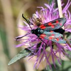 Sechsfleck-Widderchen   (Zygaena filipendulae)