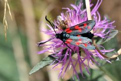 Sechsfleck-Widderchen   (Zygaena filipendulae)