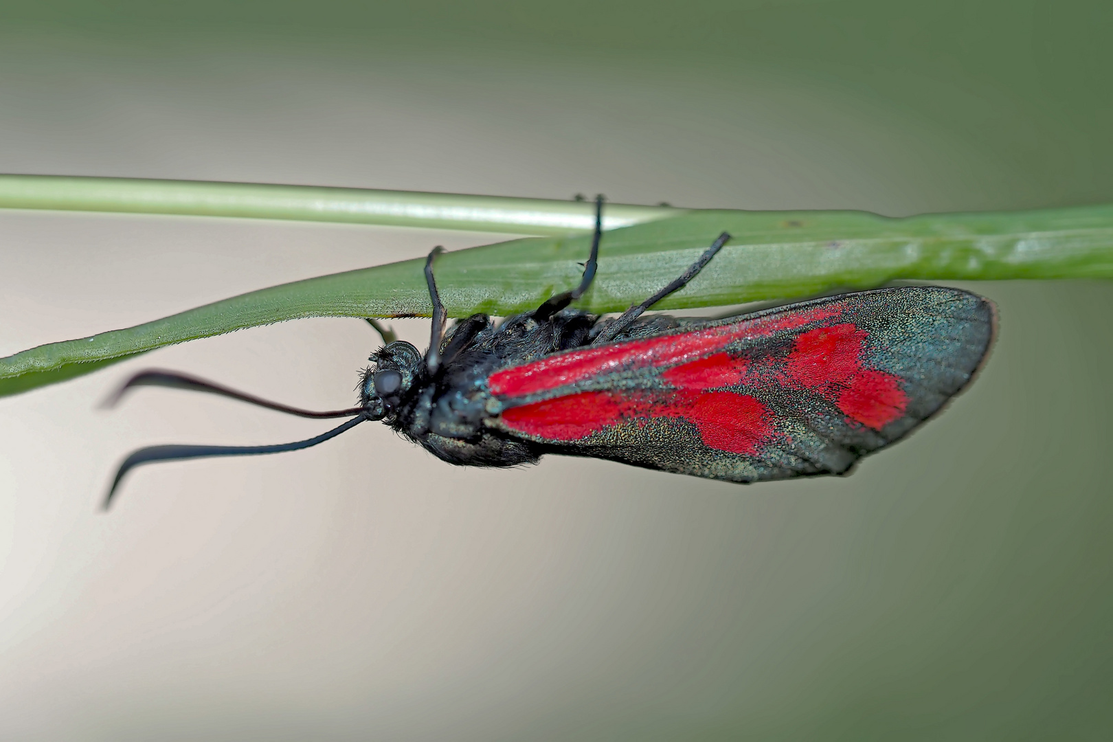 Sechsfleck-Widderchen (Zygaena filipendulae)