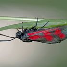 Sechsfleck-Widderchen (Zygaena filipendulae)