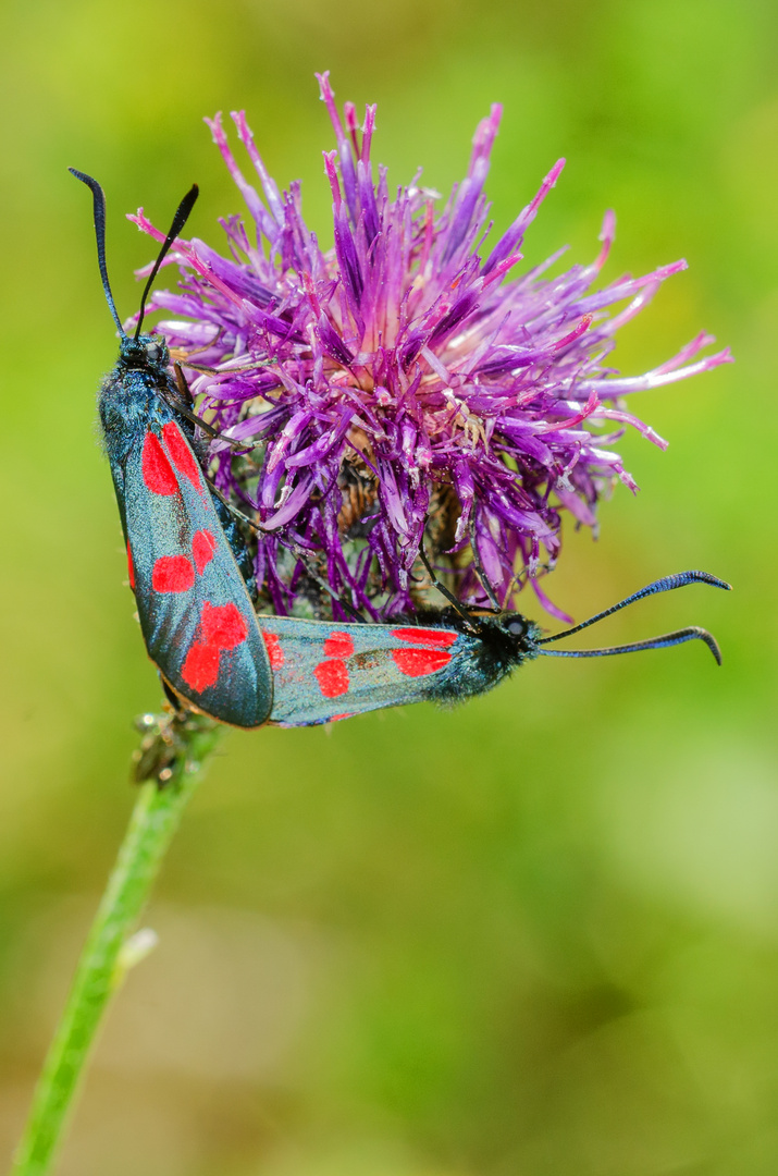 Sechsfleck-Widderchen (Zygaena filipendulae)