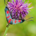 Sechsfleck-Widderchen (Zygaena filipendulae)