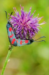 Sechsfleck-Widderchen (Zygaena filipendulae)