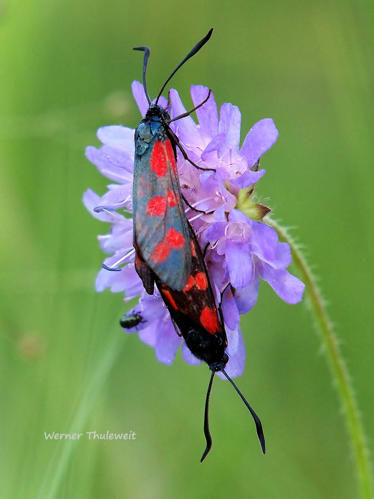 Sechsfleck-Widderchen (Zygaena filipendulae)