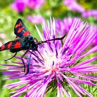 Sechsfleck-Widderchen (Zygaena filipendulae)