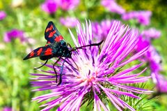 Sechsfleck-Widderchen (Zygaena filipendulae)