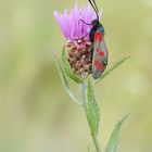 Sechsfleck-Widderchen (Zygaena filipendulae)