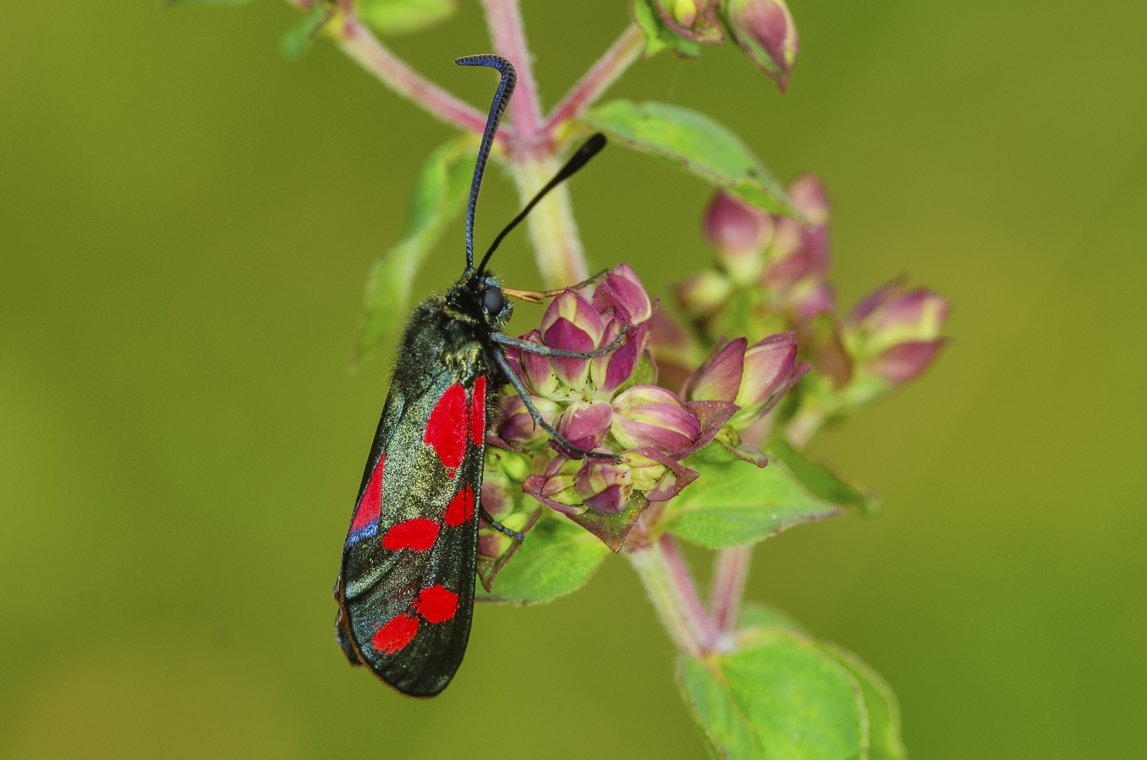 Sechsfleck-Widderchen (Zygaena filipendulae)