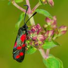 Sechsfleck-Widderchen (Zygaena filipendulae)