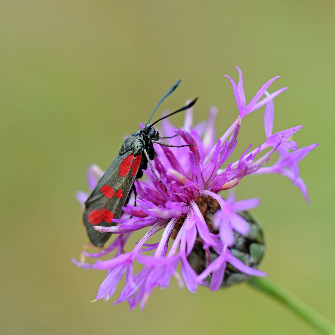 Sechsfleck-Widderchen (Zygaena filipendulae)