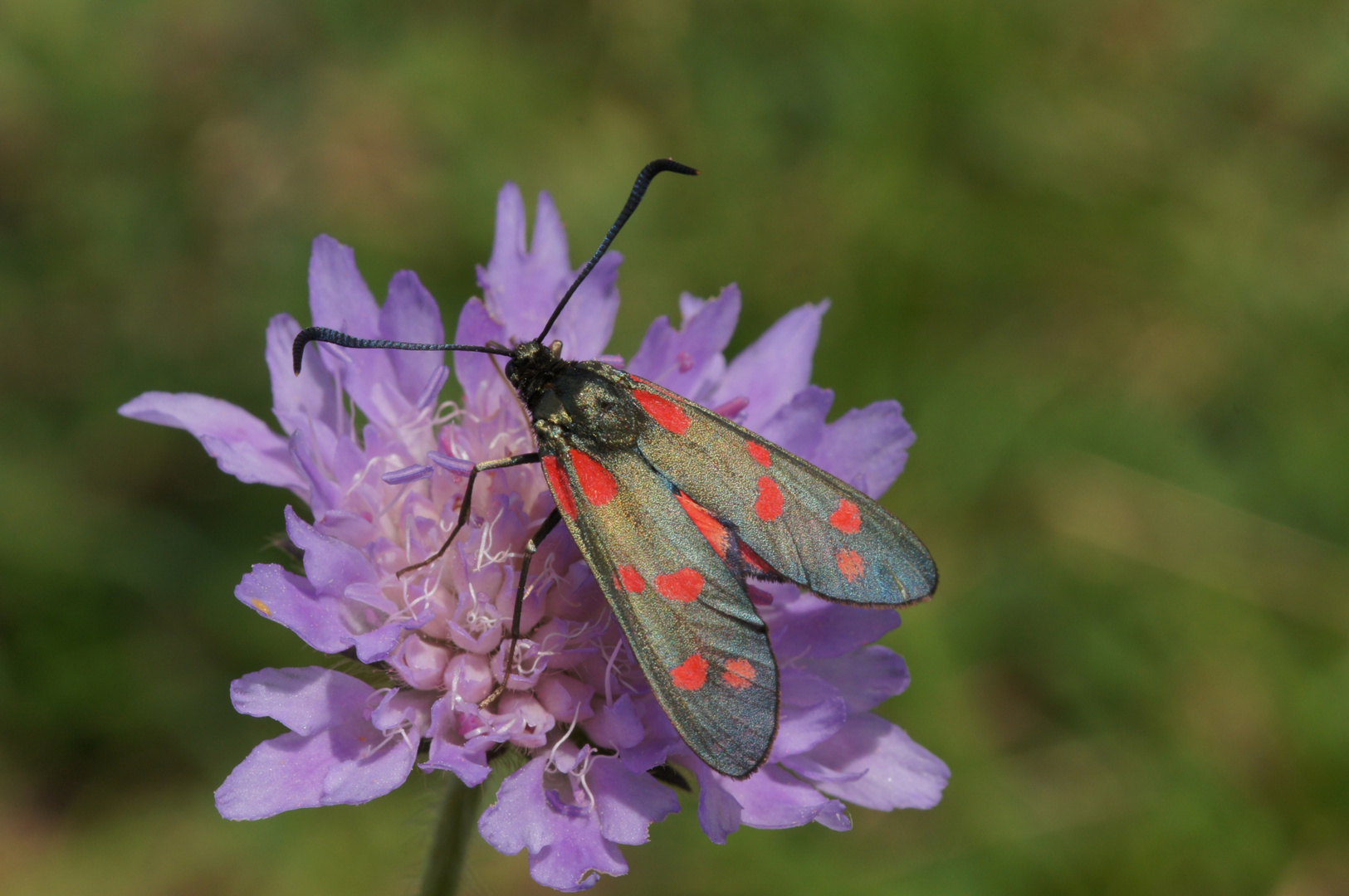 Sechsfleck-Widderchen (Zygaena filipendulae) auf einer Acker-Witwenblume bei der Nektaraufnahme