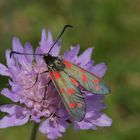 Sechsfleck-Widderchen (Zygaena filipendulae) auf einer Acker-Witwenblume bei der Nektaraufnahme