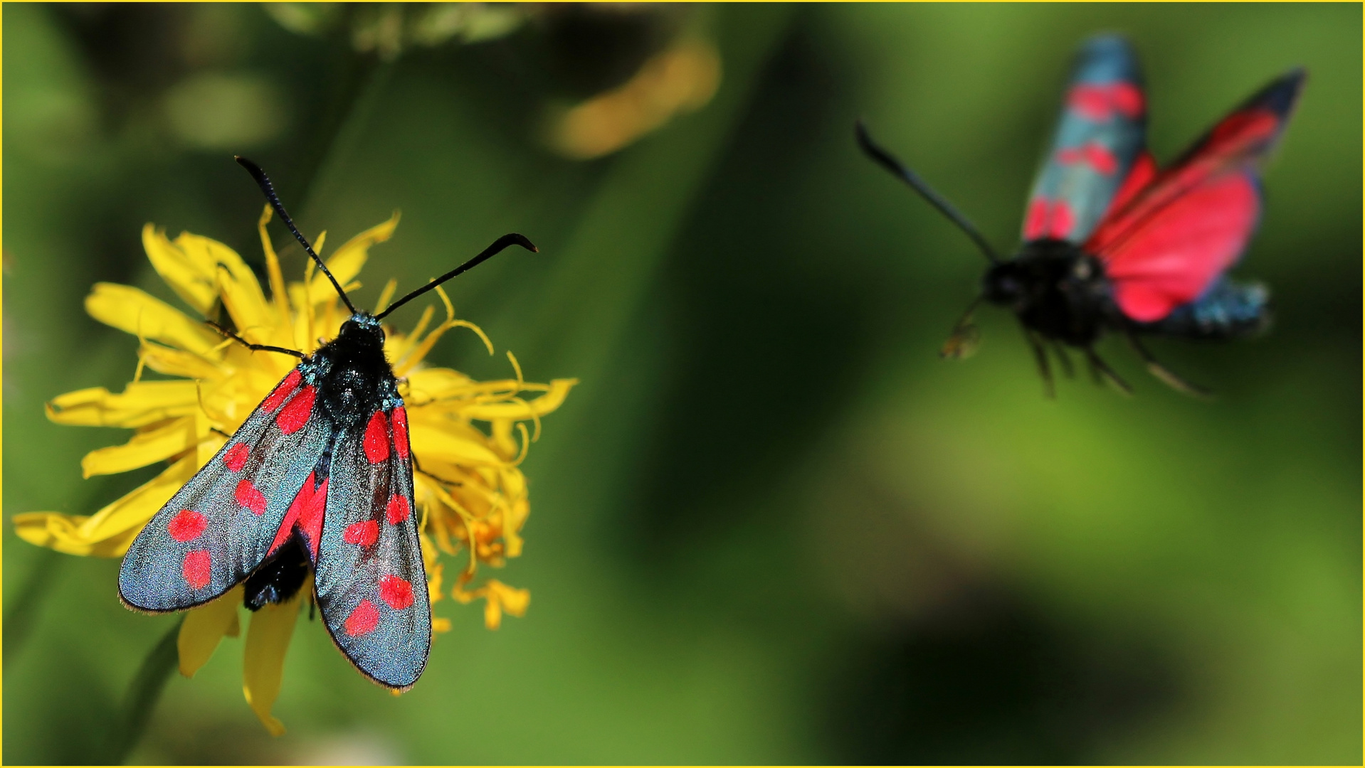  Sechsfleck-Widderchen (Zygaena filipendulae).