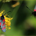  Sechsfleck-Widderchen (Zygaena filipendulae).