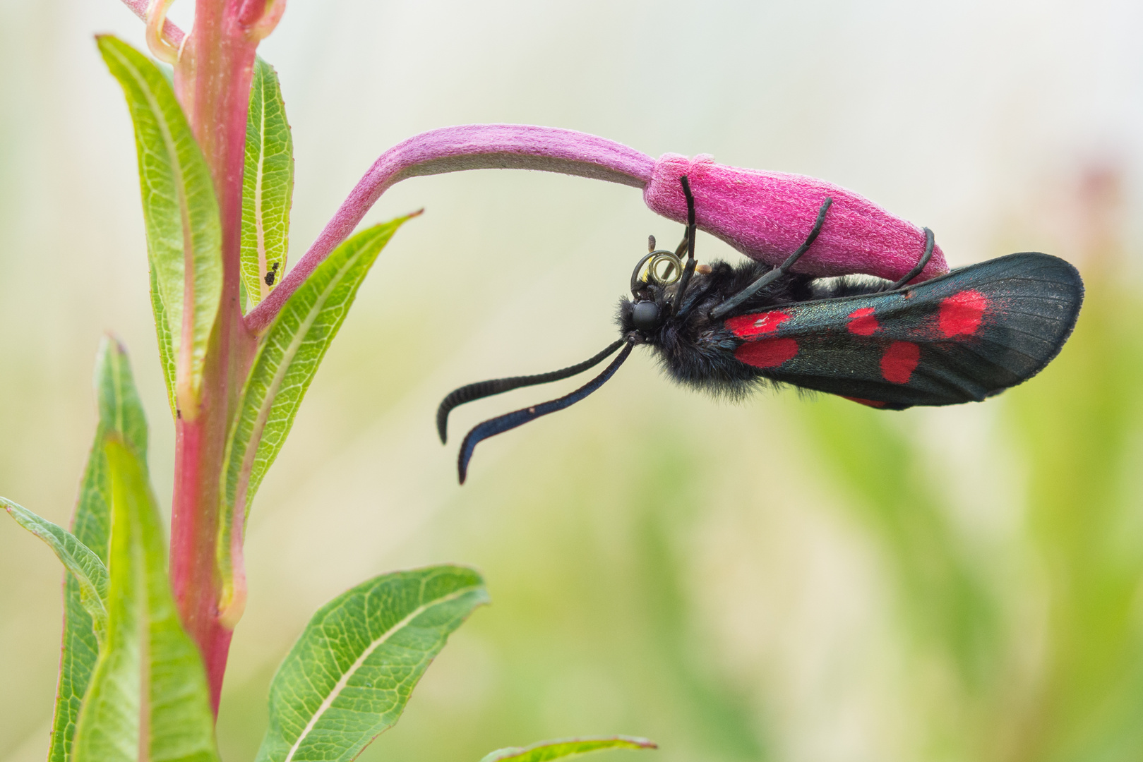 Sechsfleck-Widderchen (Zygaena filipendulae), Bamburgh, England