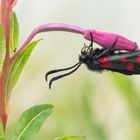 Sechsfleck-Widderchen (Zygaena filipendulae), Bamburgh, England